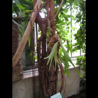 Ficus Bellingeri (fam. Moracees) (Australie) (2)
